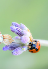 Coccinelle sur lavande