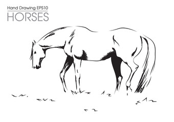 hand drawn vector illustration od horse on meadow 