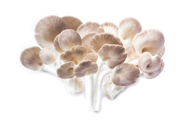 Pleurotus pulmonarius mushroom.