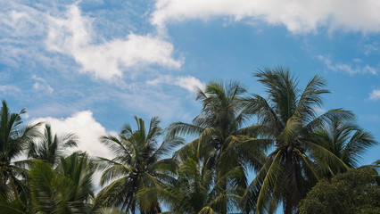 Fototapeta na wymiar Coconut trees with vivid sky and cloudy