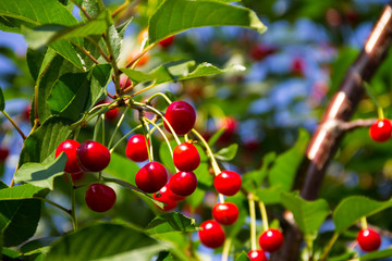 Ripe cherry berries on a tree branch in garden