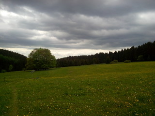 Forest and field