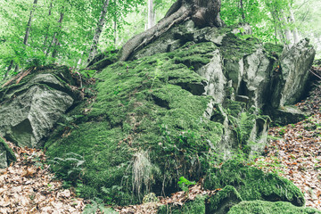 Tree with mos in the forest