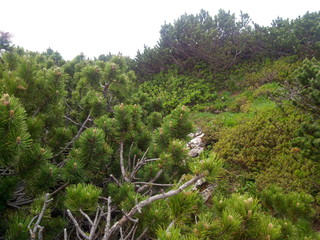 Plants in the mountains