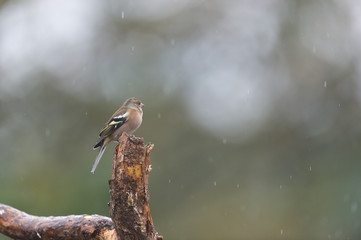 Female finch on branch