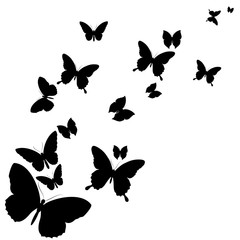 black butterfly, isolated on a white