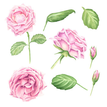 Hand-drawn watercolor pastel pink rose blossoms set with green leaves, floral botanical illustration isolated on white background.