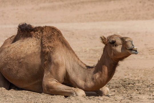 liegendes Kamel mit witzigem Gesichtsausdruck