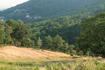 Landscape with a horse in Piedralaves, Avila, Spain