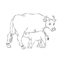 Motherhood. Mother And Child. Cow And Calf Outline Vector Silhouette Illustration. Sketch Hand Drawn Vector Cow Feeding Calf.