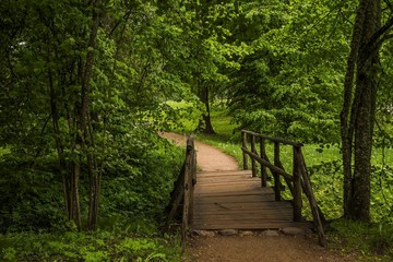 Wooden bridge in the forest