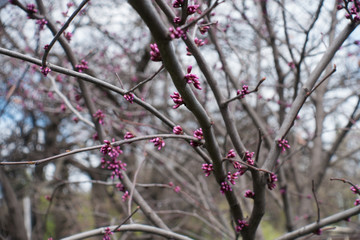 Bright pink buds of eastern redbud in spring