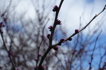 Branches of cercis canadensis with pink buds
