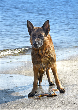 Wet dog breed East European Shepherd near the water
