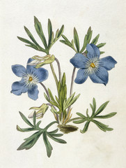 Plants - Viola Pedata. Date: 1789