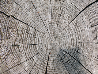 Wooden cut rexture, tree rings 