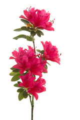 Single branch with pink blosseming flowers isolated on a white background in a vertical image