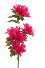 Foto op Plexiglas Enkele tak met roze bloeiende bloemen geïsoleerd op een witte achtergrond in een verticale afbeelding © Elles Rijsdijk