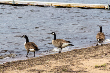 barnacle goose on the sand