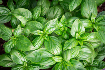 fresh basil herb plant closeup