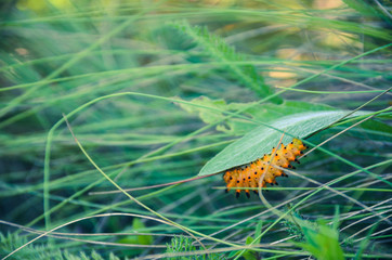 Orange caterpillar on a leaf in a meadow - close up