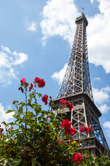 Eiffel tower and red rose shrub. Paris (Frane)