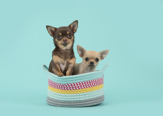 Two chihuahua dogs in a colored basket on a turquoise blue background