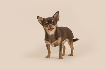 Chihuahua dog standing and looking at the camera on a creme background