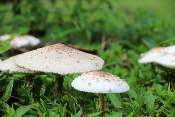 White mushrooms In the garden