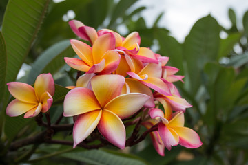 Frangipani flower with yellow and pink colours with a green leaf background