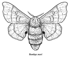 Domesticated silk moth illustration, drawing, engraving, ink, line art, vector