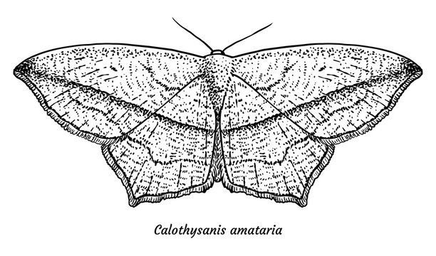 Blood-vein moth illustration, drawing, engraving, ink, line art, vector