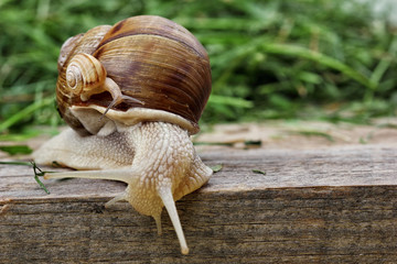 snail family .Little snail on mother snail.Analogy.Concept of family.Copy space