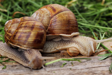 snail family .Mother snail hug a little snail and father snail.Analogy.Concept of family
