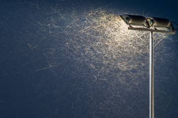 Streetlight, insect light trail under lamp in summer night.