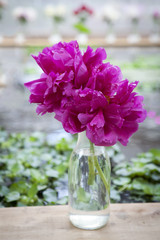 the bunch of pink sarah bernhardt cut out peonies in a turquoise glass bottle on a white wooden table