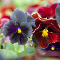 Fototapeta na wymiar the Black and burgundy violets on the flowerbed