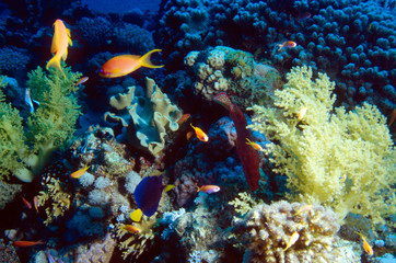 Fototapeta na wymiar Group of Anthias above soft Coral with butterflyfish