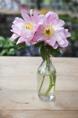 the bunch of pink sarah bernhardt cut out peonies in a turquoise glass bottle on a white wooden table