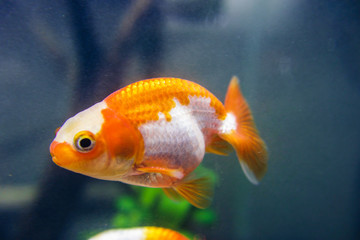 Lionhead goldfish, Carassius auratus