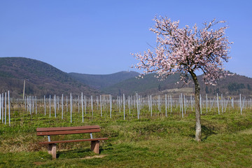 Blühender Mandelbaum  (Prunus dulcis)