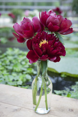 the bunch of pink sarah bernhardt cut out peonies in a turquoise glass bottle on a white wooden table