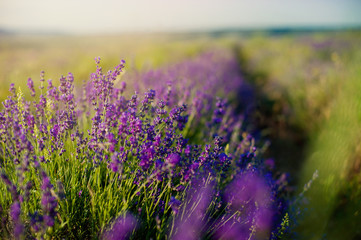 Obraz premium Lavender field in sunlight.