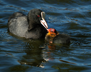 Coot family feeding young bird on fresh water pond.
