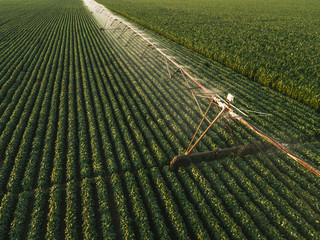 Aerial view of irrigation equipment watering green soybean crops