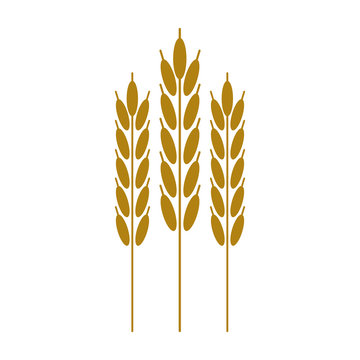 wheat ears icon image vector illustration design 