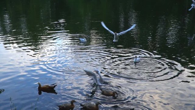 slow motion video of seagulls and ducks flying above the urban pond