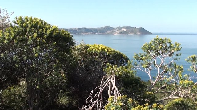 New twigs coming from broken trunk of euphorbia, sea in the background