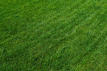 green grass texture. Green meadow