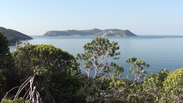 Sea view and spurge bushes